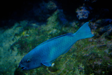 Fototapeta na wymiar Un pesce colorato da acquario