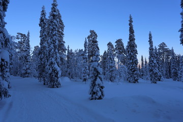 Beautiful sky and tree in Lapland in winter time. Finland