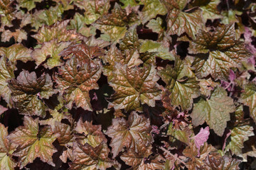 Palace Purple Coral Bells leaves on the ground