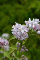 Deutzia Mont Rose flowers