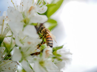 Abeille et douceur