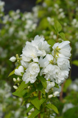 Mock orange Virginal white flowers