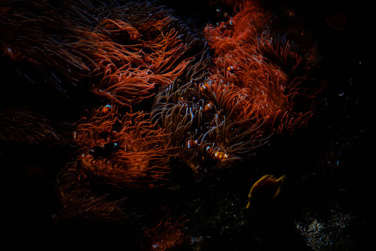 Fondale marino composto da anemoni