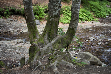 Beautiful trees root and bark in the forest nature landscape green grass