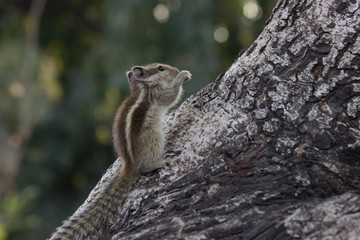 Obraz premium Beautiful Portrait of a Squirrel on the Tree trunk in its natural habitat