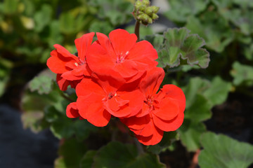 red Horse-shoe pelargonium