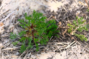 Closeup of twig with leaves or fruits and flowers of different plants