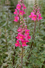 snapdragon Flame flowers in garden