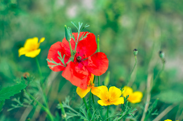 Californian poppy Eschscholzia californica, golden poppy, California sunlight and red poppy