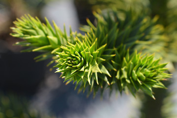 branch of a Monkey puzzle tree