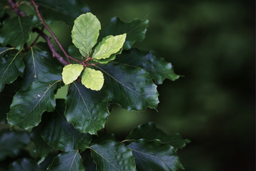 Closeup of twig with leaves or fruits and flowers of different plants