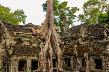 Ta Prohm temple in Siem Reap