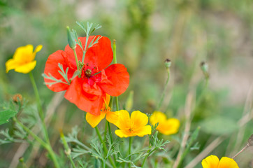 Californian poppy Eschscholzia californica, golden poppy, California sunlight and red poppy