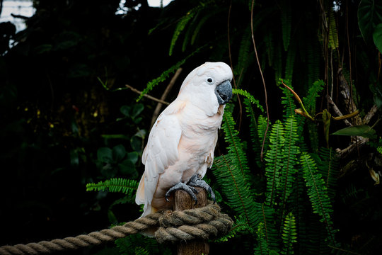 Pappagallo bianco nella natura selvaggia