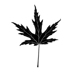 Maple leaf black silhouette isolated on white background. Vector