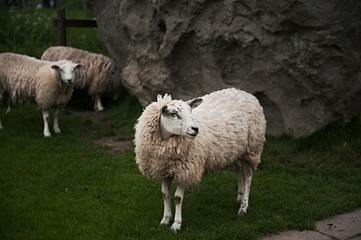 Farm Sheep Livestock 