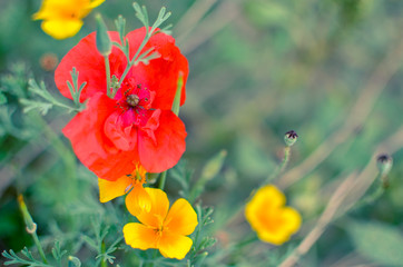 Californian poppy Eschscholzia californica, golden poppy, California sunlight and red poppy