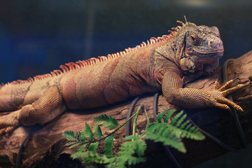 The iguana lies on a branch and smiles in an aquarium in the zoological museum.