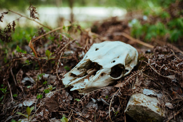Animal skull in the old forest