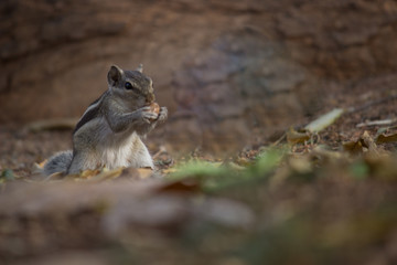 Beautiful Portrait of a Squirrel on the Tree trunk in its natural habitat