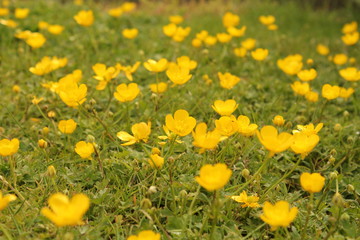 a meadow with lots of yellow buttercup flowers closeup in springtime