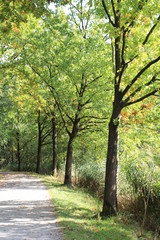 small trees with fresh green leaves along the road in the forest in springtime