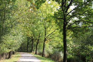 Fototapeta na wymiar a road in the forest in spring with fresh green colors