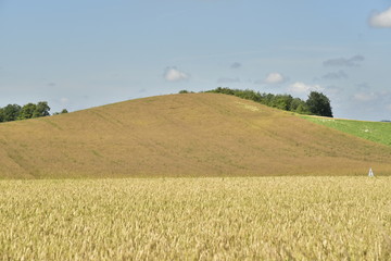 Plantation de deux variétés de blé sur l'une des collines aux environs de Vendoire au Périgord Vert