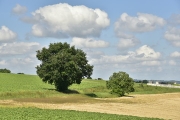 Les deux mêmes arbres sous un autre angle de vue ,à Vendoire au Périgord Vert