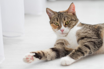 Home an adult cat lies on the floor legs forward