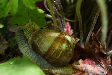 cactus in the garden