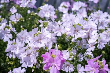 Naklejka premium just beautiful flowers - flowers of early summer.Moscow region.Russia.2019