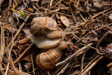Helix pomatia, Roman - Burgundy snail, escargot, is a species of large, edible, air-breathing land snail, a gastropod terrestrial mollusc in the family Helicidae. Amorous courtship hermaphrodites.