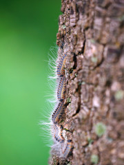 Nest oak processionary caterpillar in an oak tree