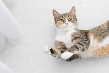 Adult cat lying on his back on the white floor of the house paws up looking at the frame