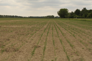 a farmland with young little onion plants in zeeland, holland