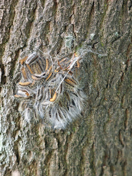 Nest oak processionary caterpillar in an oak tree