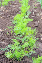dill bed in the garden