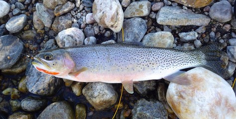 Cutthroat Trout Caught Fly Fishing Laying on Rocky Stream side, Nymph in mouth