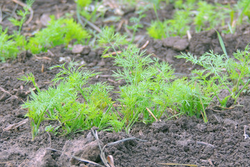 dill bed in the garden
