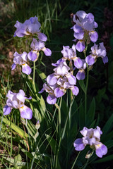 just beautiful flowers - flowers of early summer.Moscow region.Russia.2019