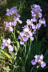 just beautiful flowers - flowers of early summer.Moscow region.Russia.2019