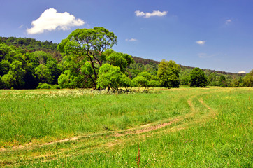 Fototapeta na wymiar Country road in a grassy meadow, rural landscape of Low Beskids (Beskid Niski), Poland
