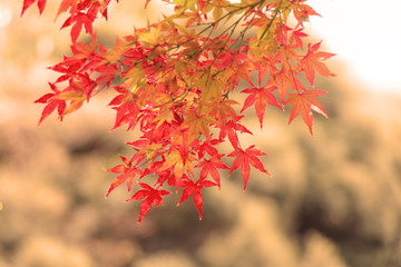 紅葉の葉、赤黄に色づいたモミジ