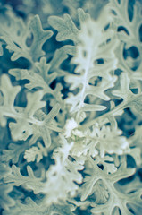 Gray soft eaves of Centaurea cineraria plant
