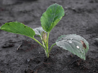Cabbage seedlings grow in the vegetable garden.