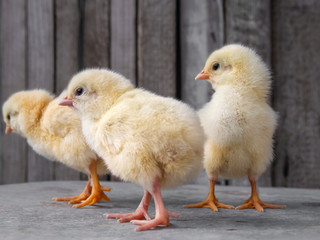 Three little yellow chickens on a wooden background.