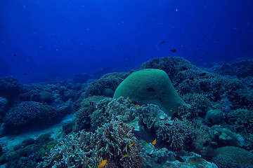 diving into water / sea scene, rest in the ocean, wildlife under water