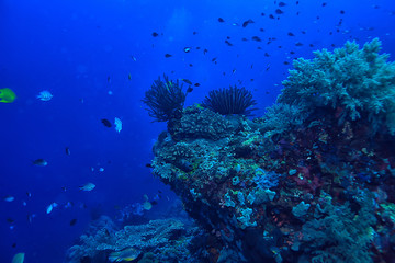 under water ocean / landscape underwater world, scene blue idyll nature