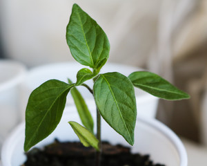 Hot pepper chili leaves - close up